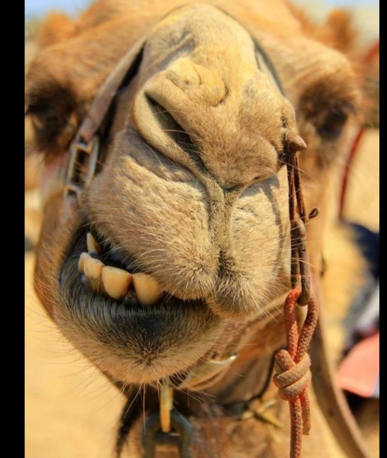 Смешной верблюд