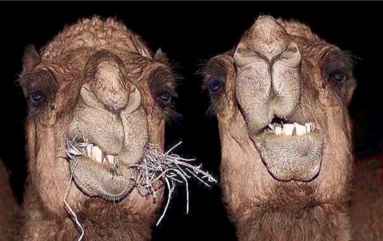 Селфи с верблюдом