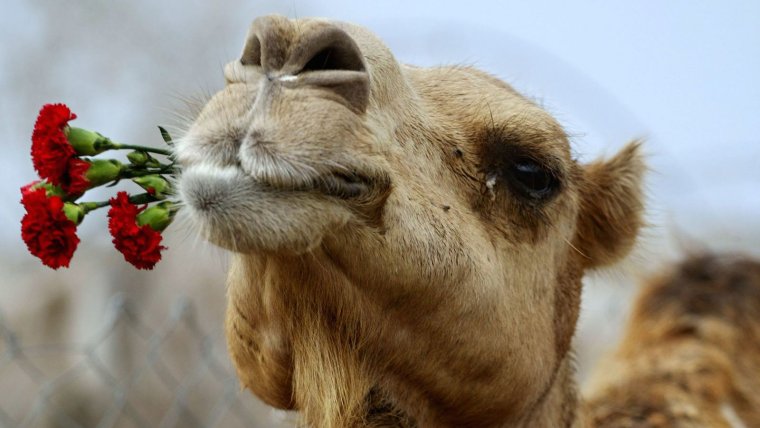 Верблюд с цветами