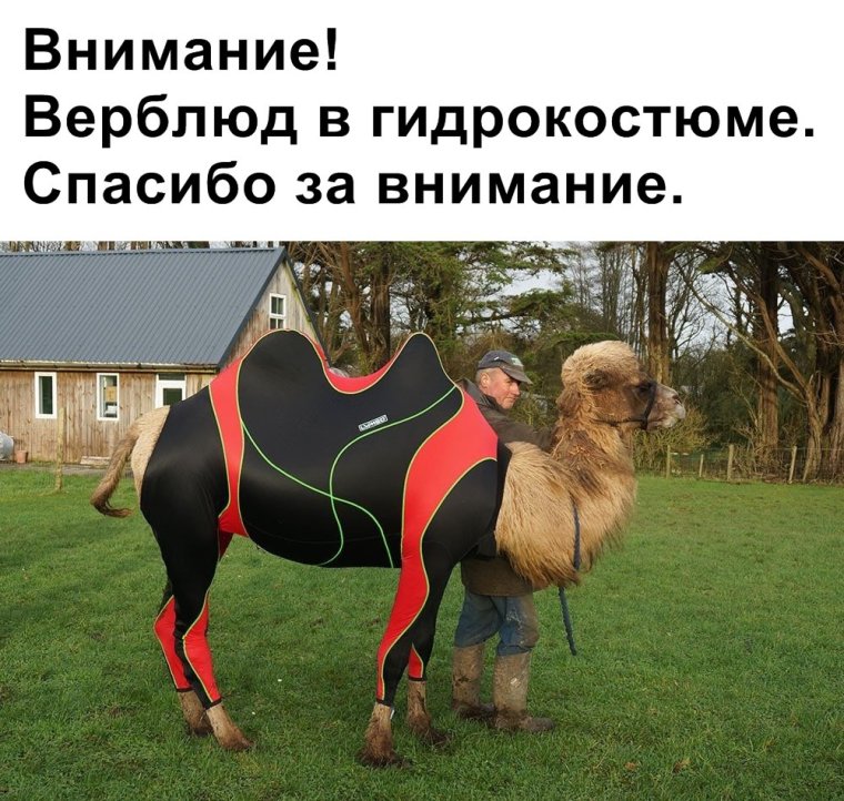 Мемы про верблюдов