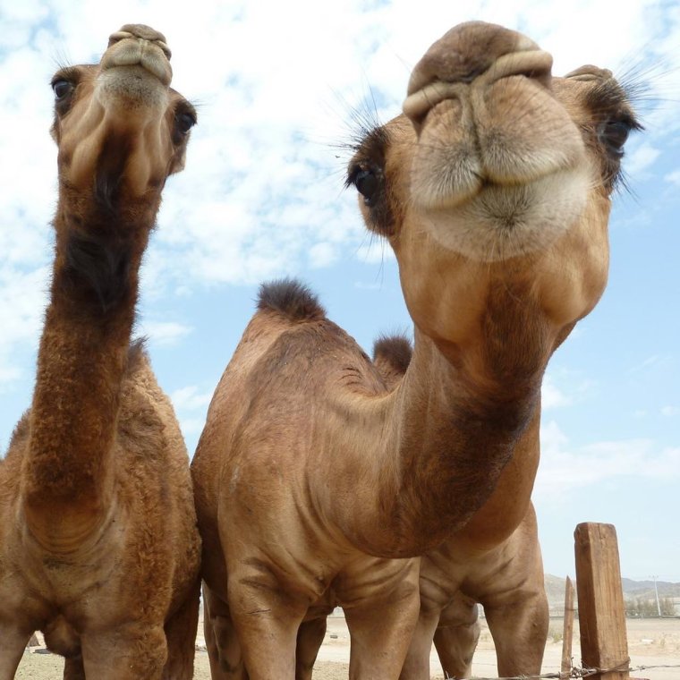 Смешной верблюд