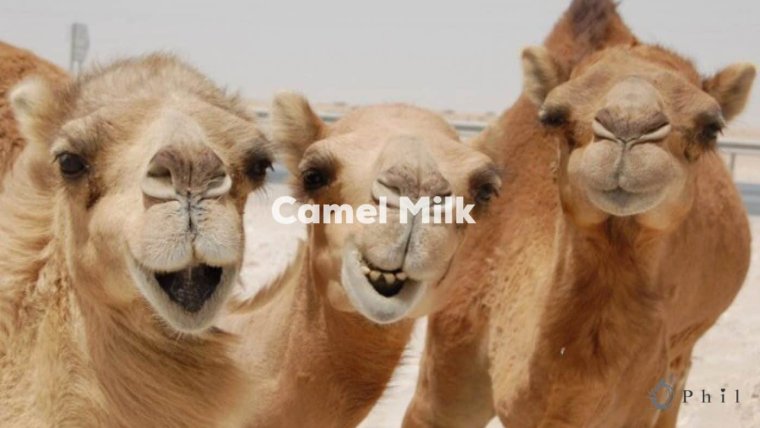 Верблюд улыбается