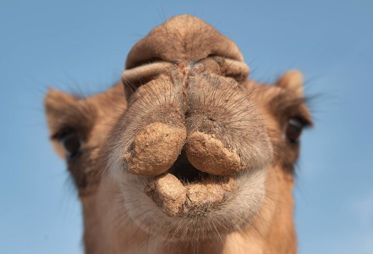 Нос верблюда