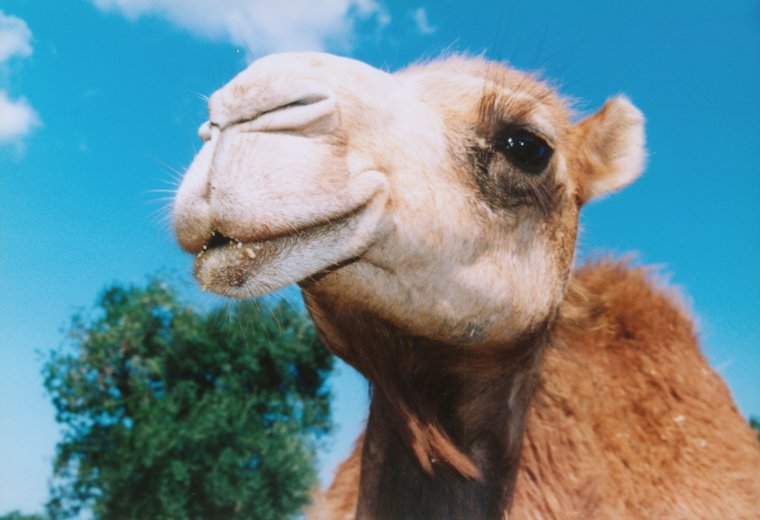 Смешной верблюд
