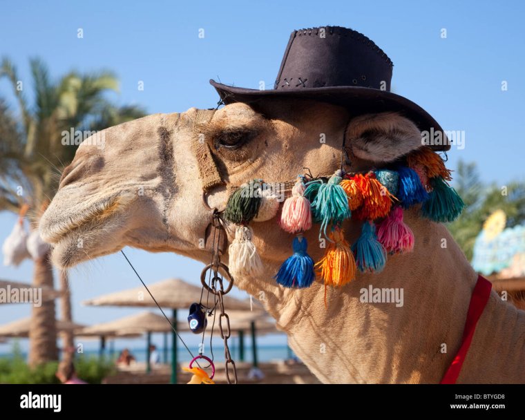 Верблюд в шляпе
