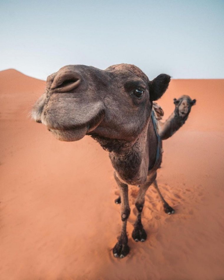 Милый верблюд