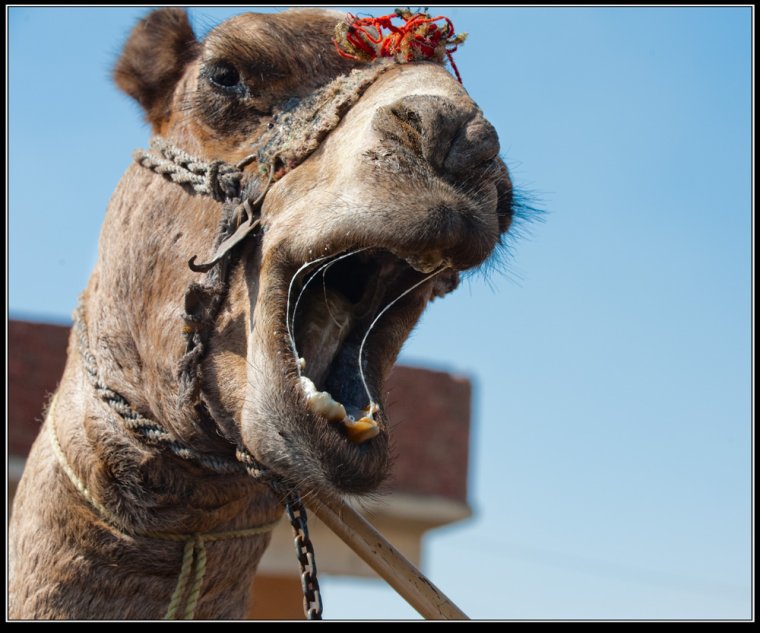 Плевок верблюда