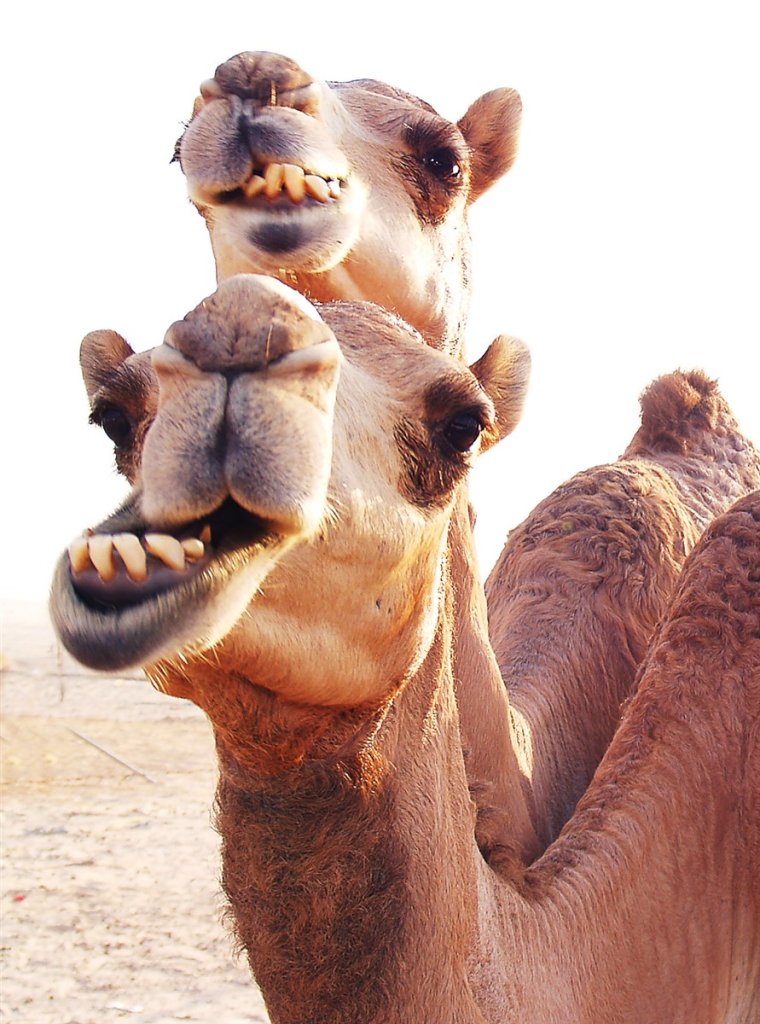 Верблюд улыбается