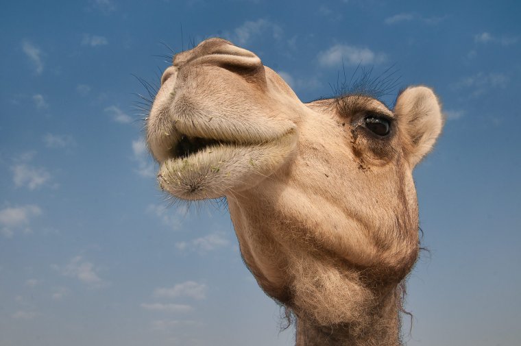 Верблюд прикольный