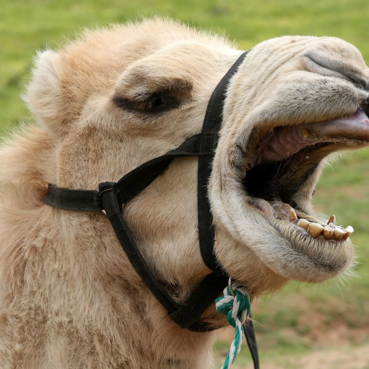 Верблюд смеется