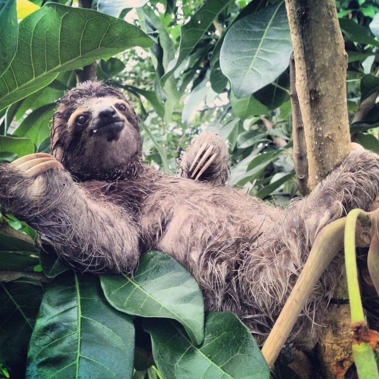 Отдыхающий Ленивец