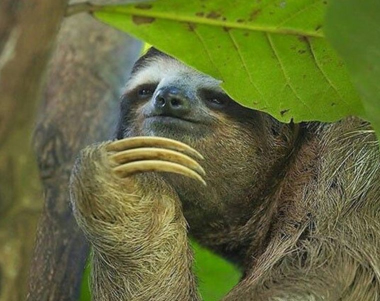 Задумчивый Ленивец