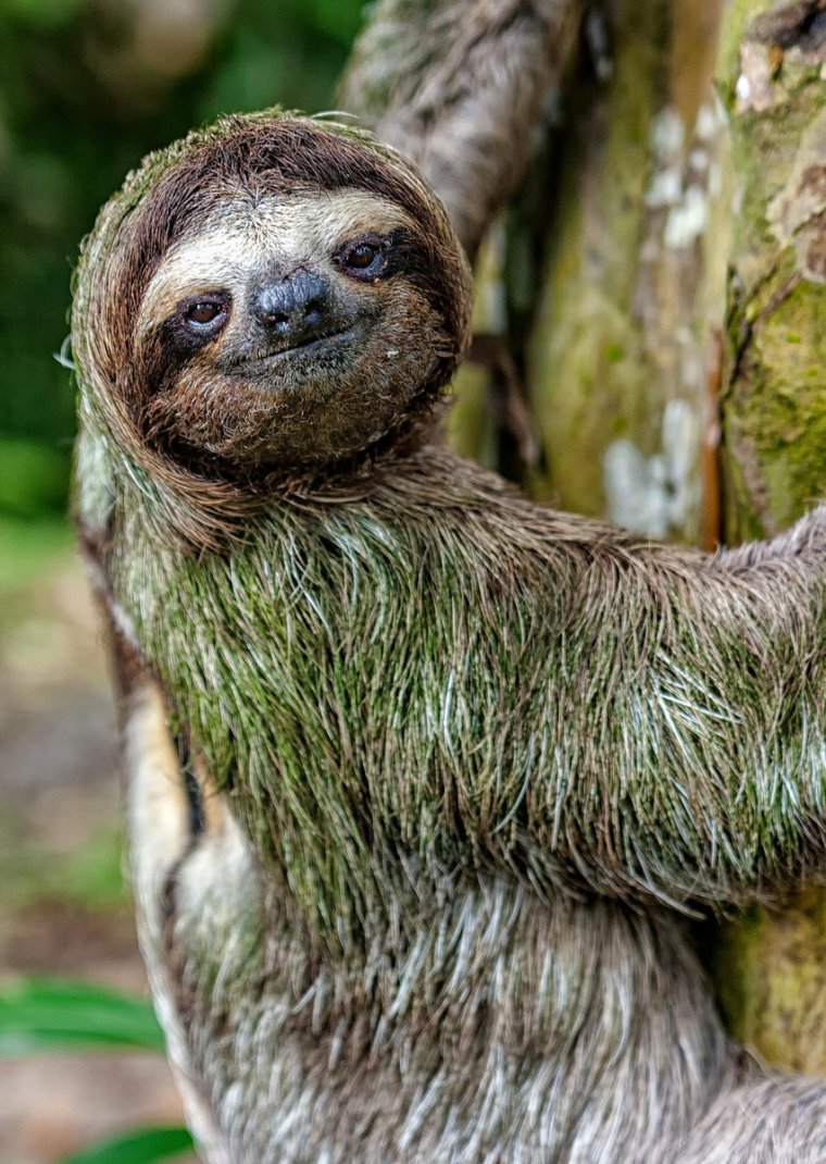 Карликовый трехпалый Ленивец