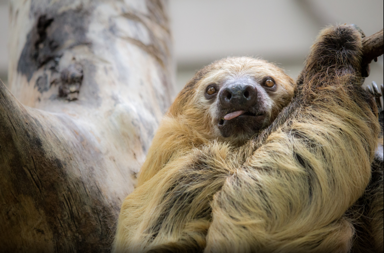 Смешной Ленивец