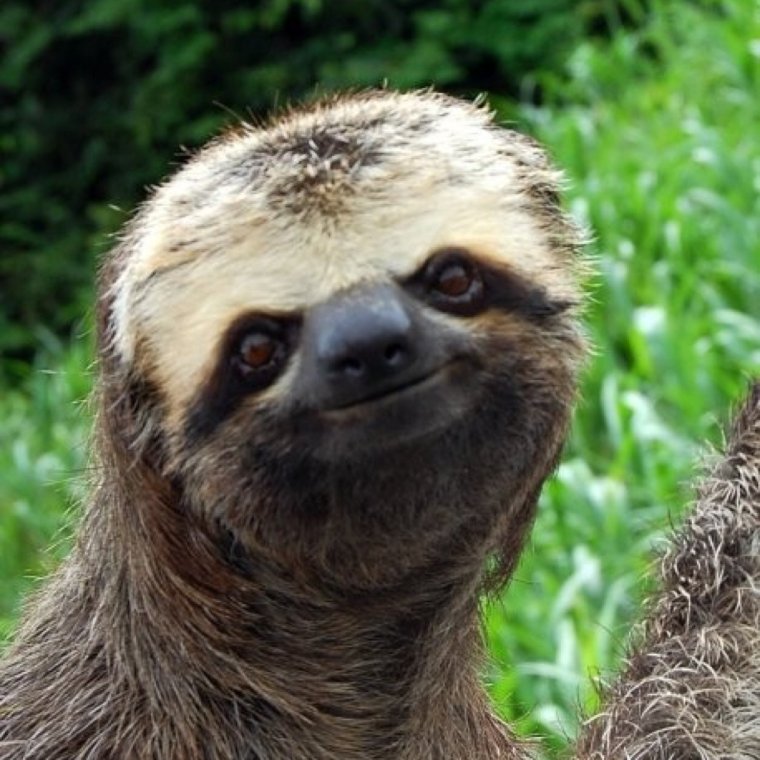 Смешной Ленивец