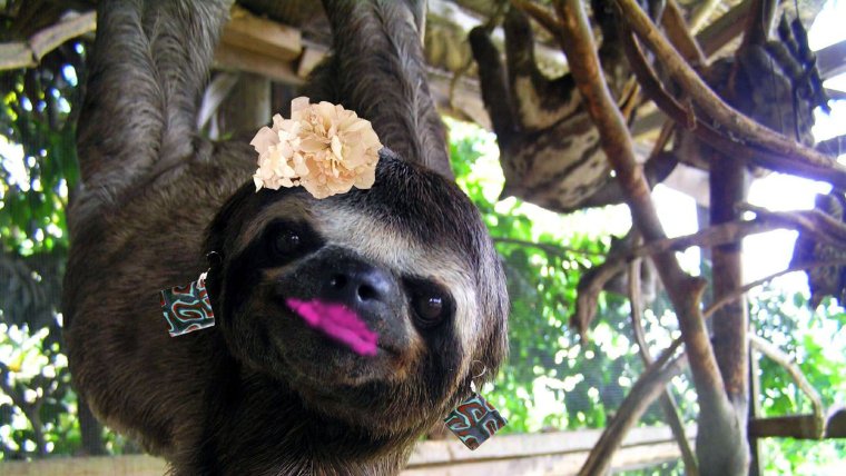 Смешной Ленивец