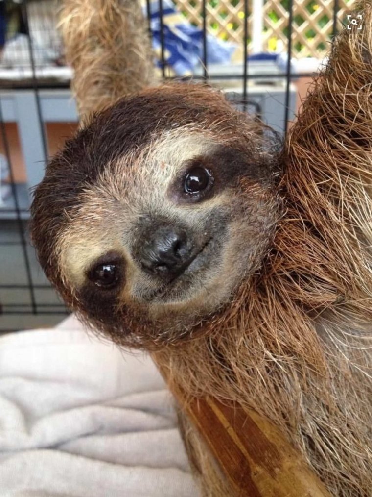 Млекопитающее Ленивец