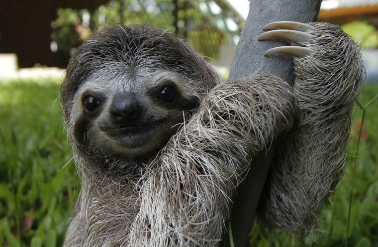 Ленивец Гоффмана