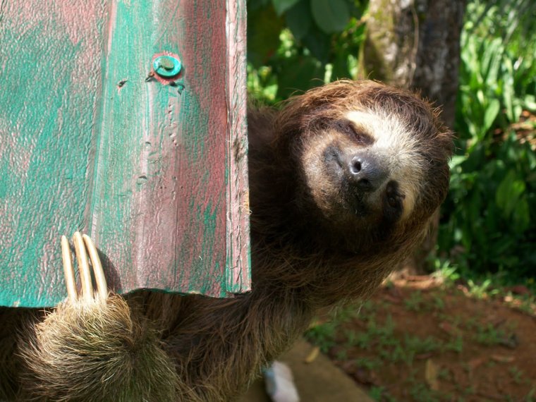 Жирный Ленивец