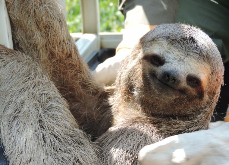 Австралийский Ленивец