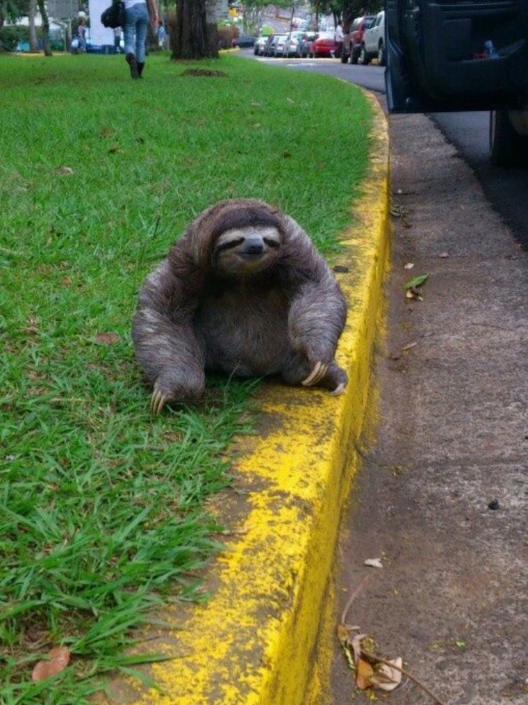 Ленивец прикольный