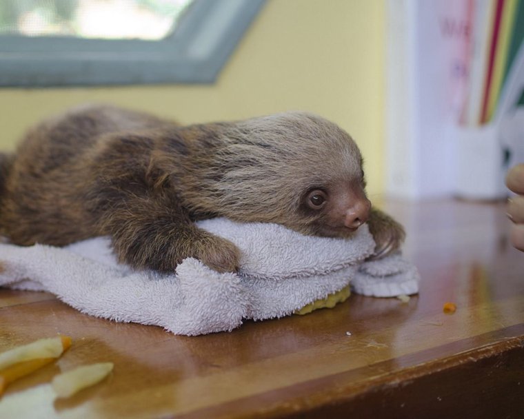 Домашний Ленивец