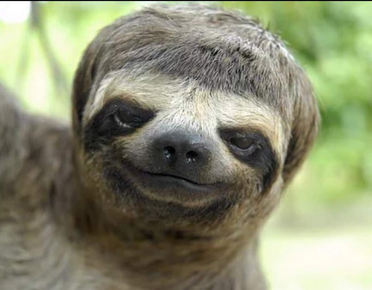 Ленивец подстригся