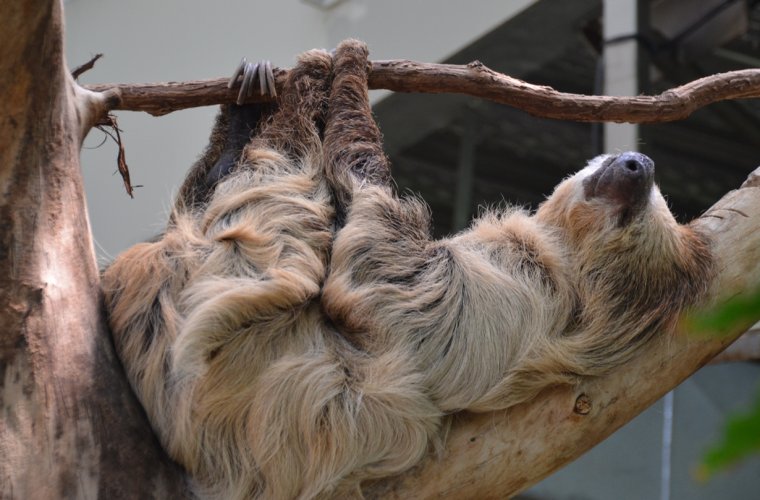 Спящие ленивцы