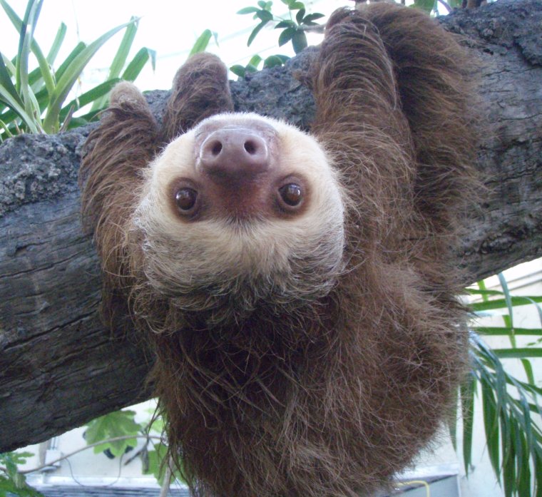 Зубы ленивца