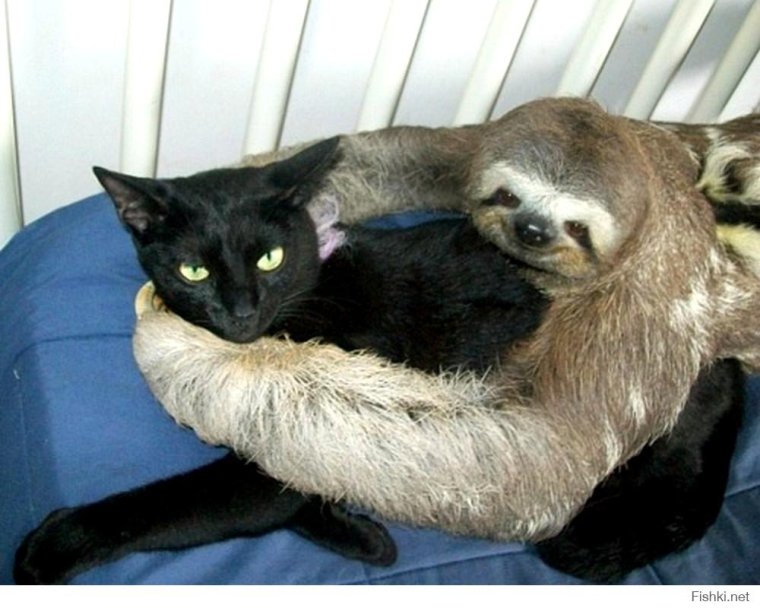 Ленивец и кошка