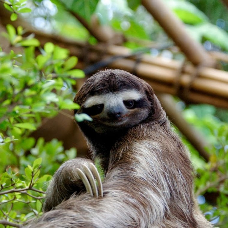 Толстый Ленивец