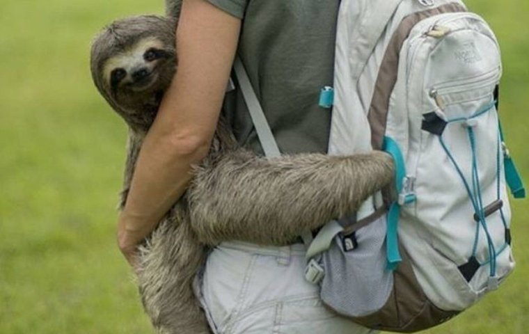 Ленивец обнимает