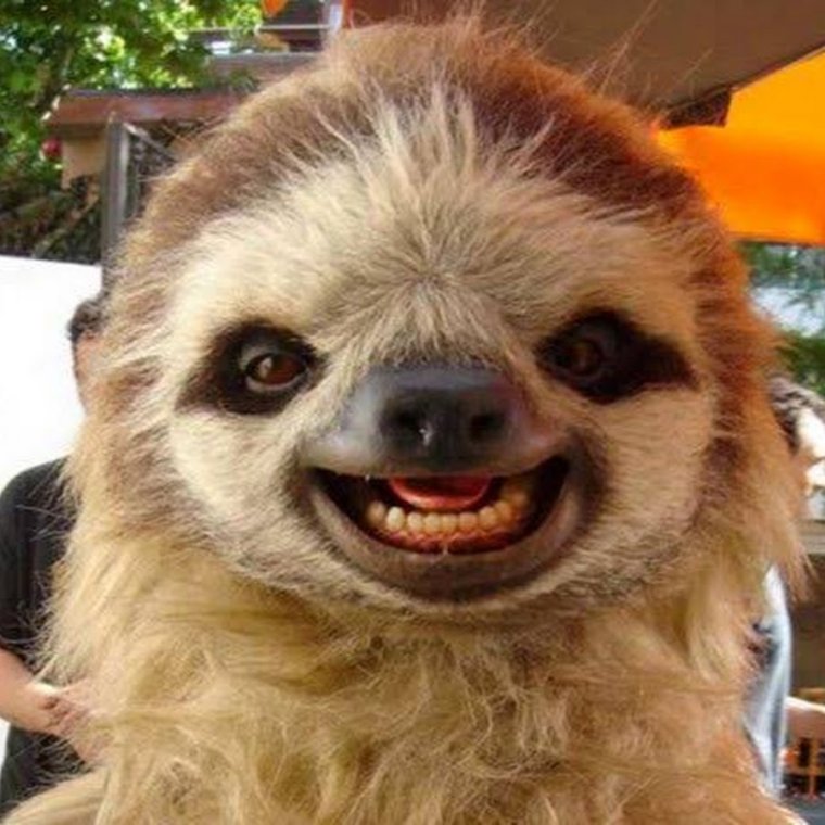 Ленивец ржака