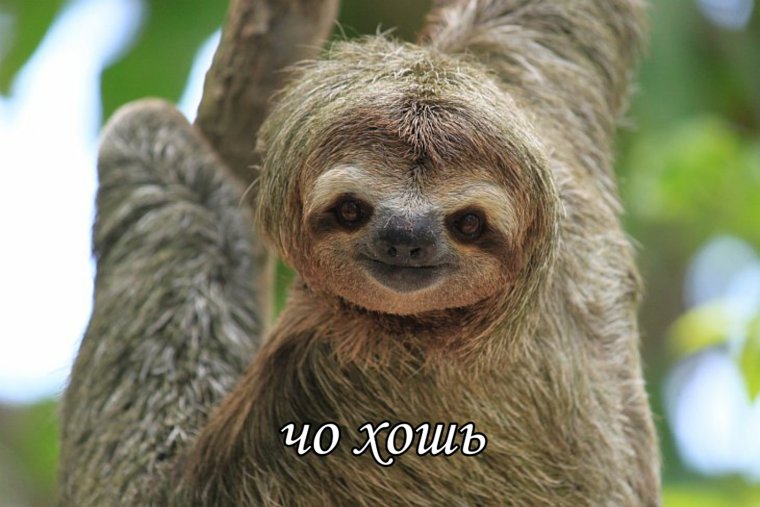 Ленивец Флеров