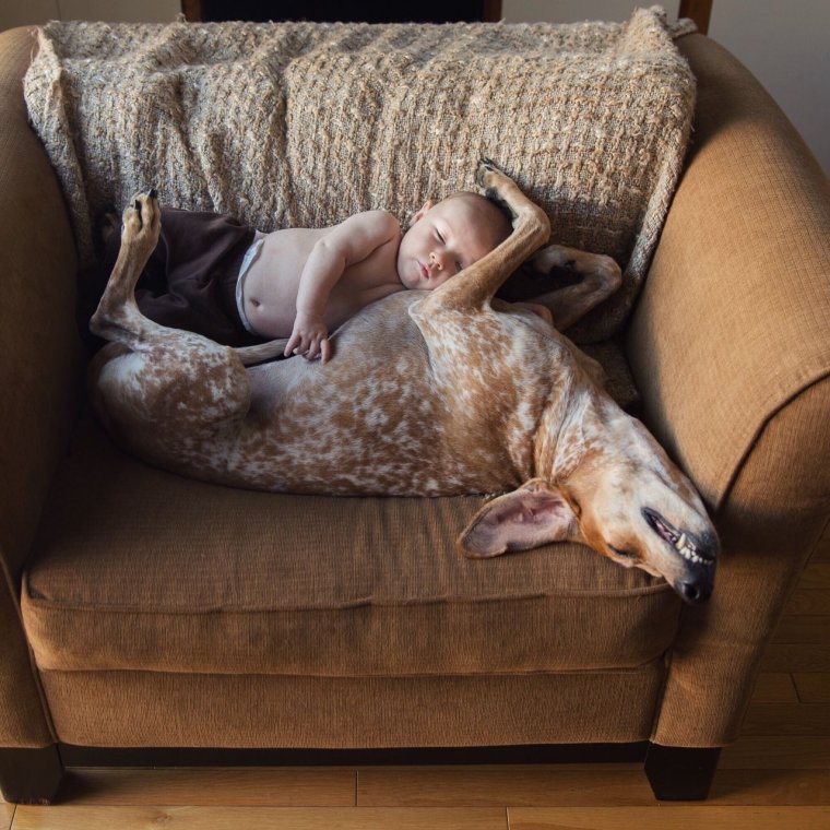 Животные спят смешно