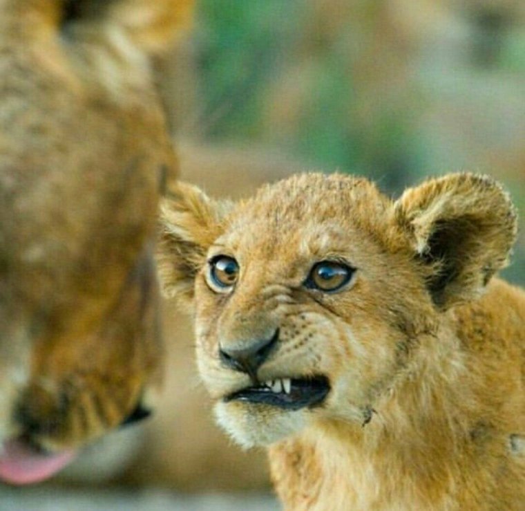 Забавные львята