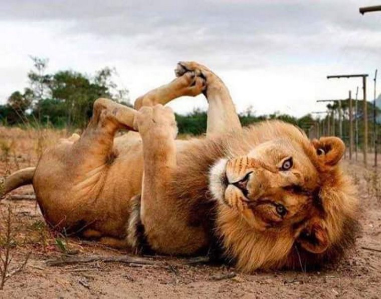 Львица потягивается