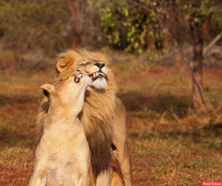 Львенок я тебя люблю