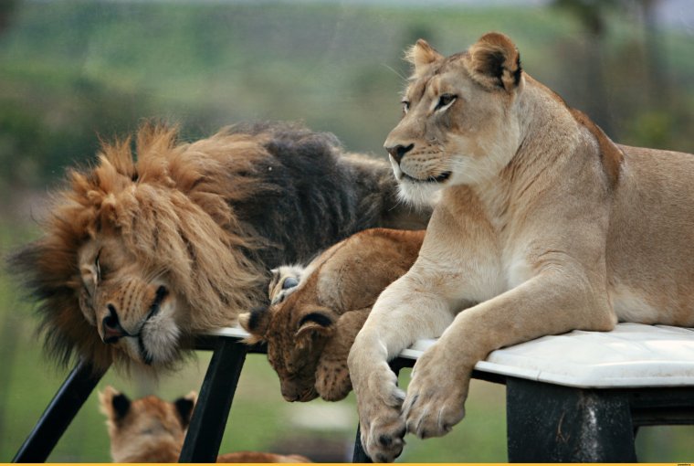 Смешная львица