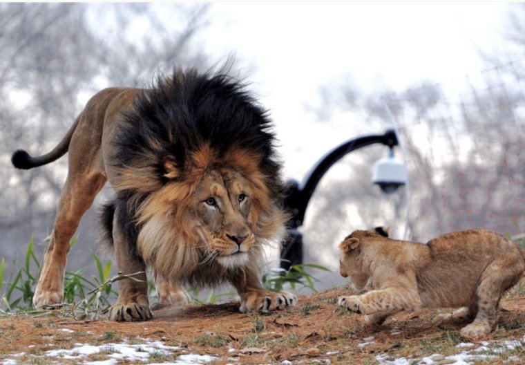 Лев играется