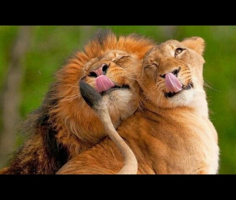 Животные любовь