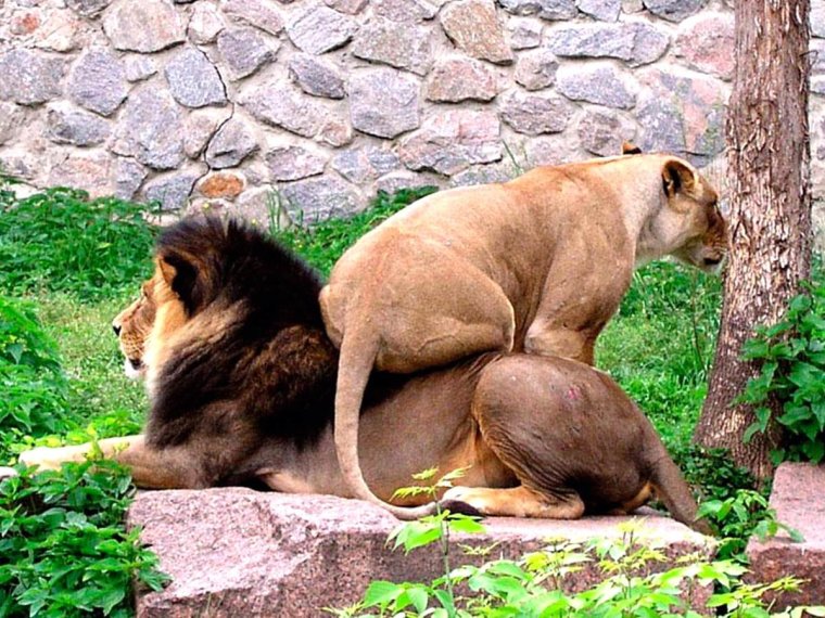 Львица сидит на Льве