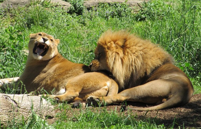 Беременная львица