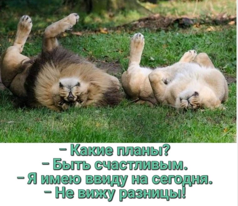 Львенок лежит на спине