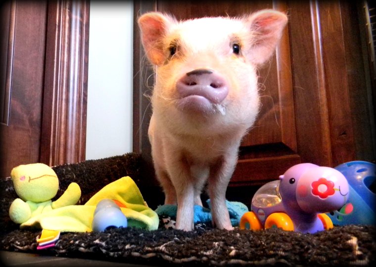 Морской минипиг