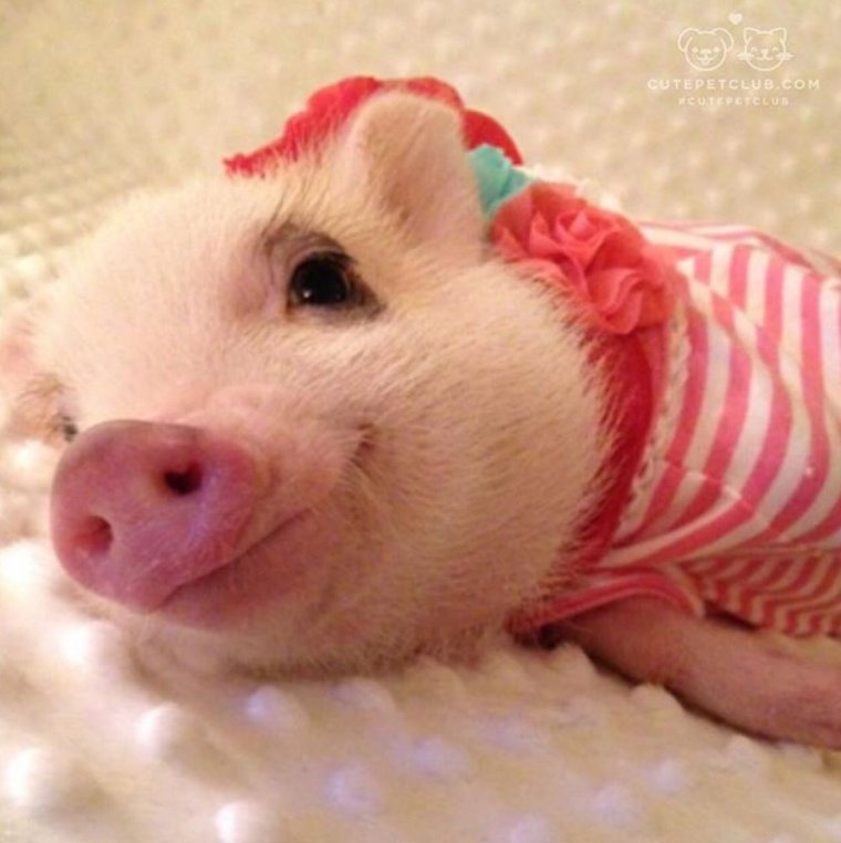 Розовый поросенок