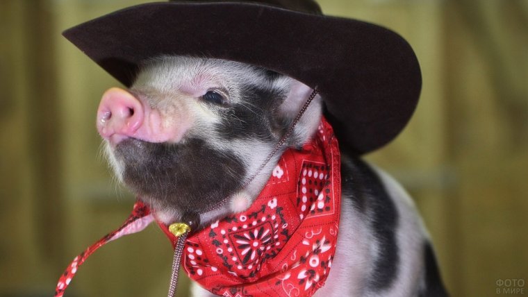 Поросенок в шляпе