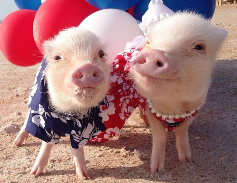 Милые Хрюши