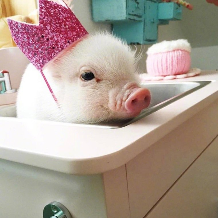 Забавные поросята