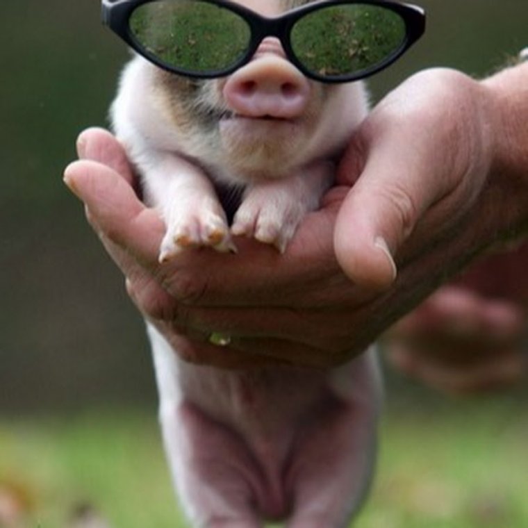 Хрюшка в очках